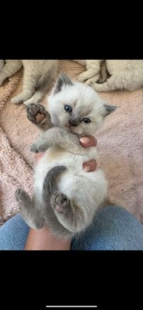 BKH Kitten in blue point und lilac point mit blauen Augen