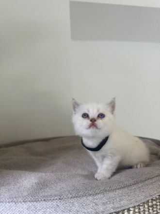 BKH Kitten in blue point und lilac point mit blauen Augen