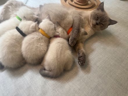 BKH Kitten in blue point und lilac point mit blauen Augen