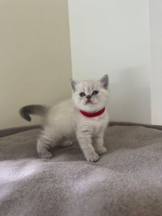 BKH Kitten in blue point und lilac point mit blauen Augen