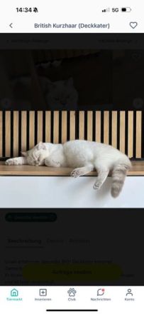 BKH Kitten in blue point und lilac point mit blauen Augen