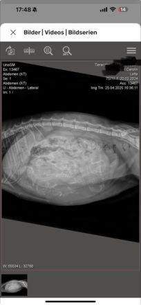 BKH Kitten in blue point und lilac point mit blauen Augen