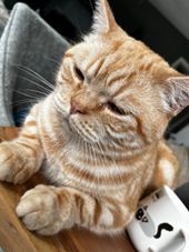 Katzen suchen ein neues zuhause