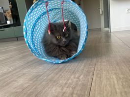 Katzen suchen ein neues zuhause