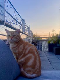 Katzen suchen ein neues zuhause