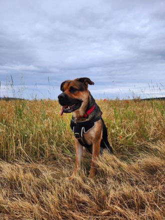 Emmy sucht eine liebe Familie