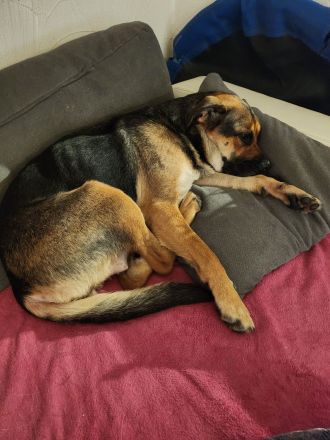 Emmy sucht eine liebe Familie