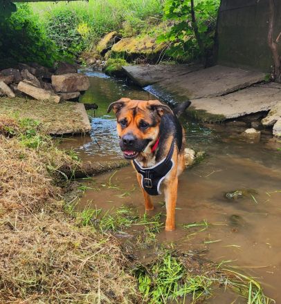 Emmy sucht eine liebe Familie