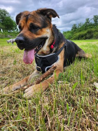 Emmy sucht eine liebe Familie