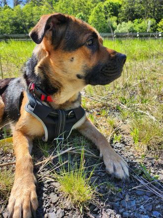 Emmy sucht eine liebe Familie