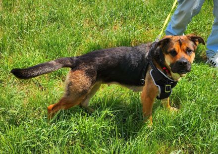 Emmy sucht eine liebe Familie