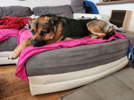 Emmy sucht eine liebe Familie