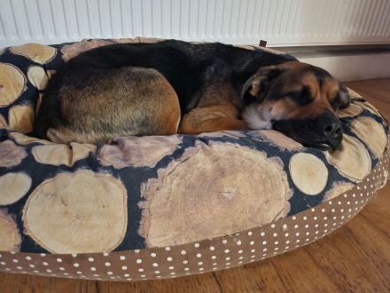 Emmy sucht eine liebe Familie