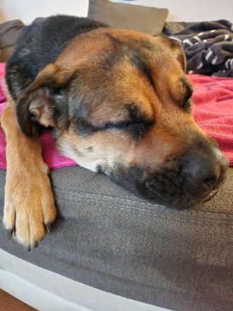 Emmy sucht eine liebe Familie