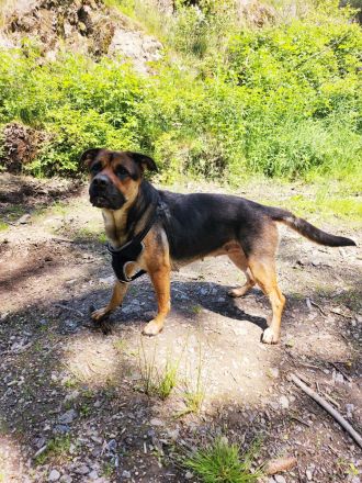 Emmy sucht eine liebe Familie