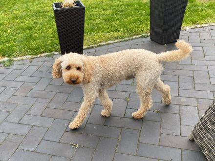 Labradoodle Welpen