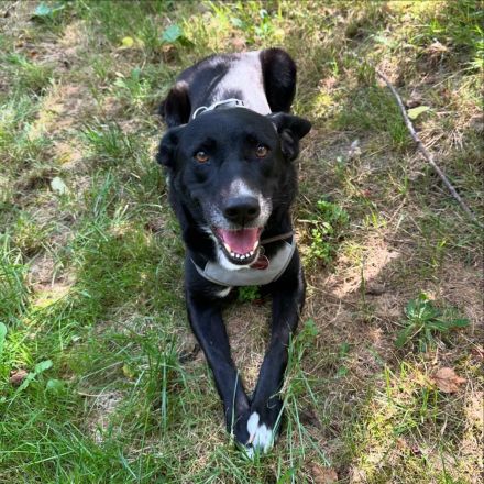 Zuhause gesucht für EMMA