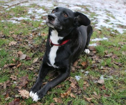 Zuhause gesucht für EMMA