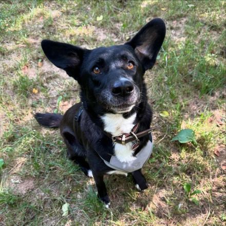 Zuhause gesucht für EMMA