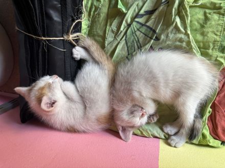 Baby Katze + Kater (weiblich + männlich ) Glückskatze Mischlings katze