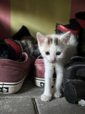 Baby Katze + Kater (weiblich + männlich ) Glückskatze Mischlings katze