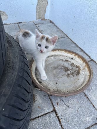 Baby Katze + Kater (weiblich + männlich ) Glückskatze Mischlings katze