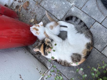 Baby Katze + Kater (weiblich + männlich ) Glückskatze Mischlings katze