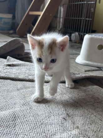 Baby Katze + Kater (weiblich + männlich ) Glückskatze Mischlings katze