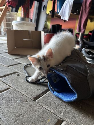 Baby Katze + Kater (weiblich + männlich ) Glückskatze Mischlings katze