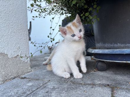 Baby Katze + Kater (weiblich + männlich ) Glückskatze Mischlings katze