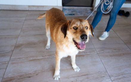 Stattlicher Bruce sucht sein Rudel