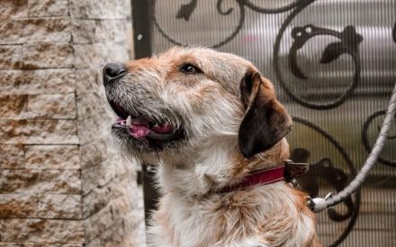 Stattlicher Bruce sucht sein Rudel