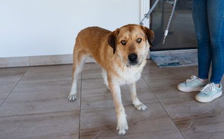 Stattlicher Bruce sucht sein Rudel