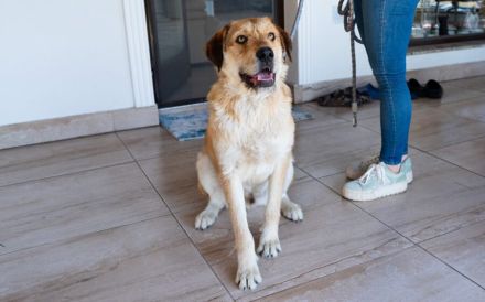 Stattlicher Bruce sucht sein Rudel