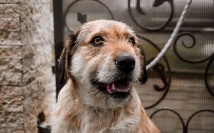 Stattlicher Bruce sucht sein Rudel
