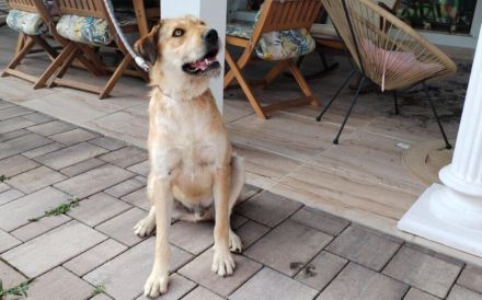 Stattlicher Bruce sucht sein Rudel