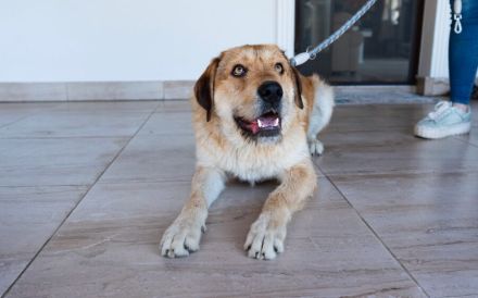 Stattlicher Bruce sucht sein Rudel