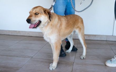 Stattlicher Bruce sucht sein Rudel