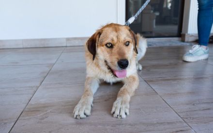 Stattlicher Bruce sucht sein Rudel