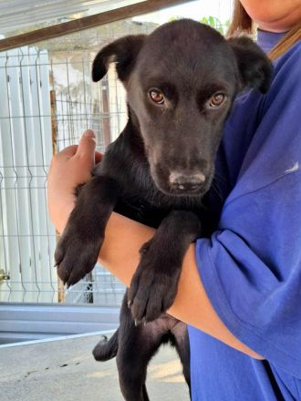 Nami sucht ihr Für-immer-Zuhause