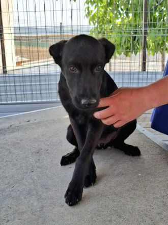 Nami sucht ihr Für-immer-Zuhause