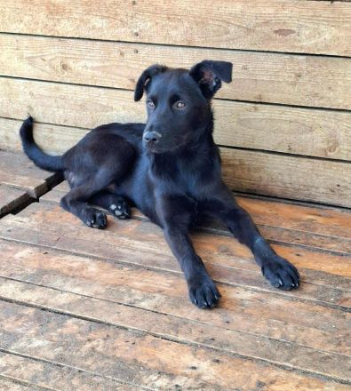 Nami sucht ihr Für-immer-Zuhause