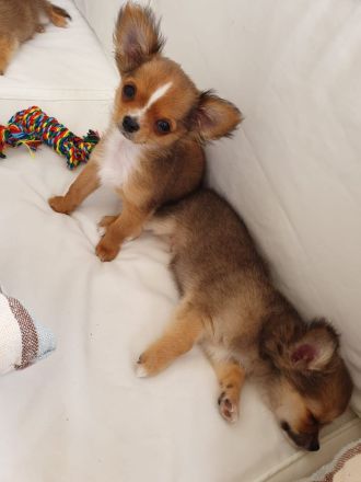 Chihuahua - Welpen Langhaar