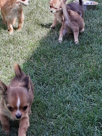 Chihuahua - Welpen Langhaar