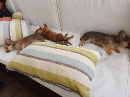 Chihuahua - Welpen Langhaar