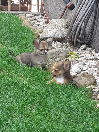 Chihuahua - Welpen Langhaar