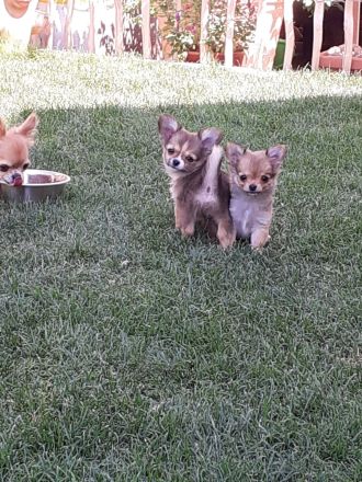 Chihuahua - Welpen Langhaar