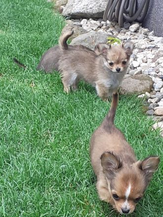 Chihuahua - Welpen Langhaar