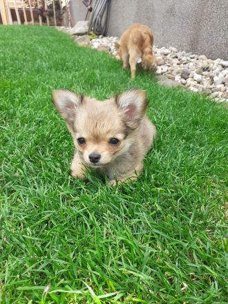 Chihuahua - Welpen Langhaar