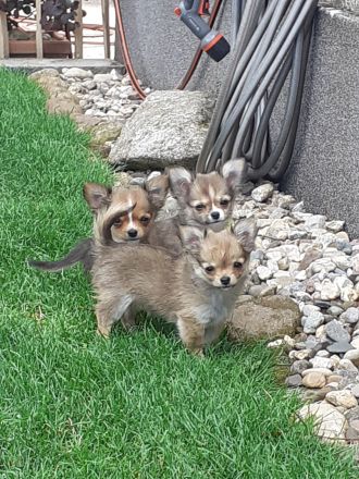 Chihuahua - Welpen Langhaar